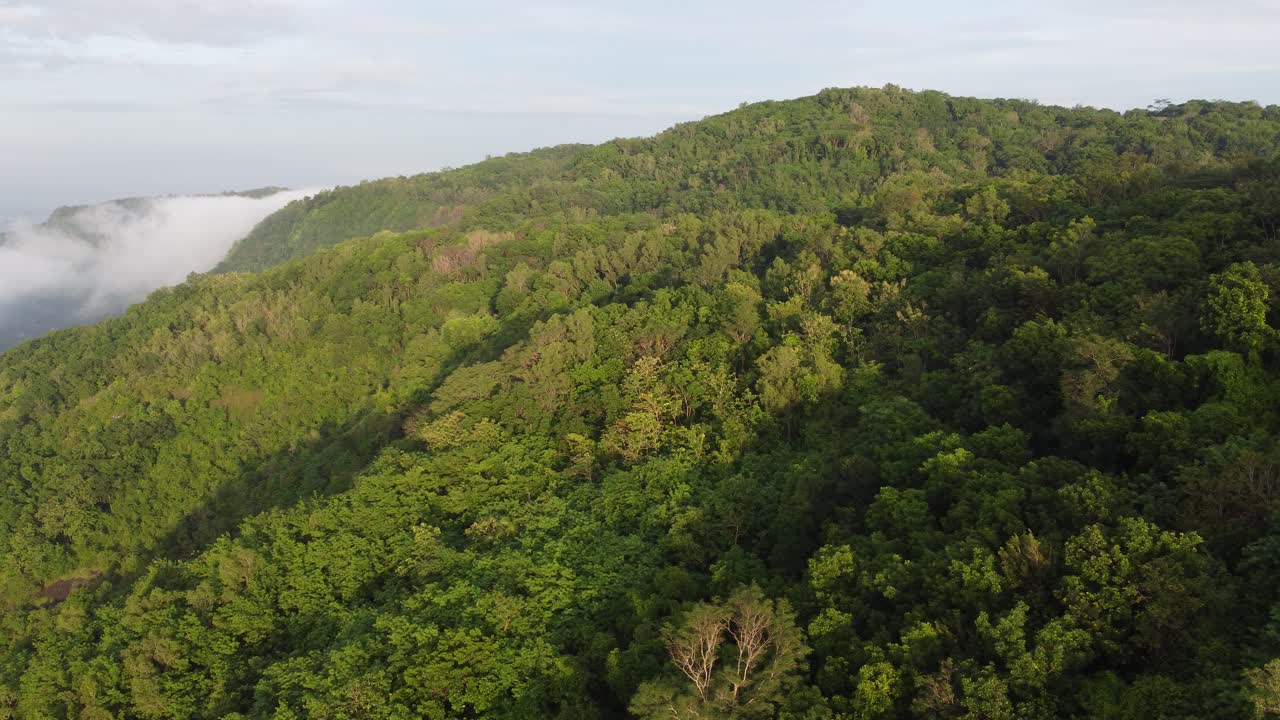 bosque verde montañas naturaleza mañana soleada rock piedra parque árbol planta viajar en indonesia