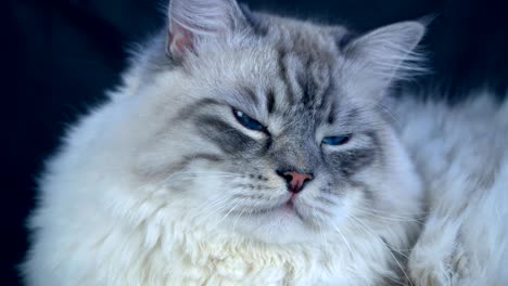 el gato siberiano de color esponjoso y esponjoso