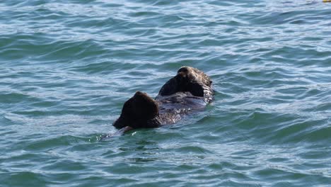 sea otter resting on its back with eyes closed in moss landing harbor in monterey bay, central california