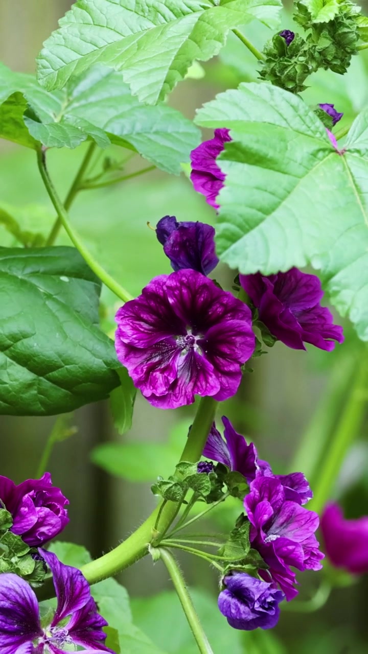 A detailed vertical shot of blooming purple mallow flowers and lush green foliage.