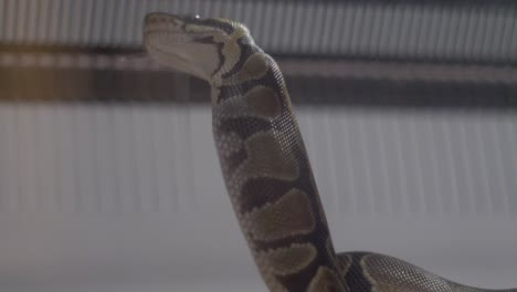 Pequeño-Phyton-Comiendo-Un-Pequeño-Ratón