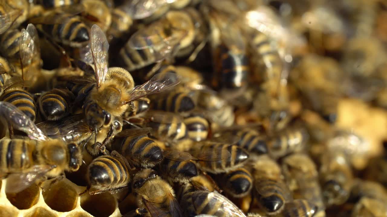Close up view of the working bees on honey cells. Working bees on honeycomb. Bees on honeycombs