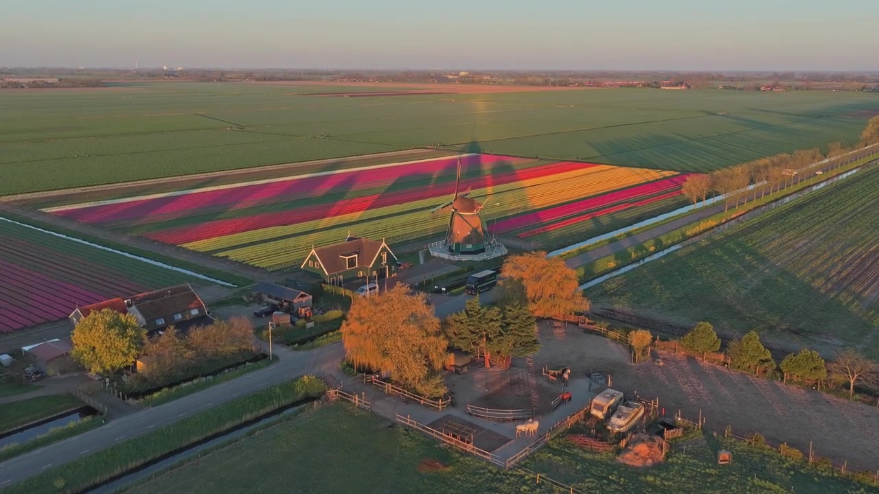 Ombra di un mulino a vento olandese su campi di tulipani colorati all'alba.
