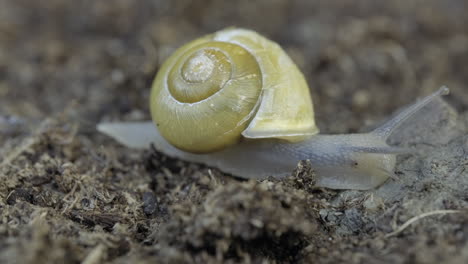 A yellow snail moving in the terrain slow and steady