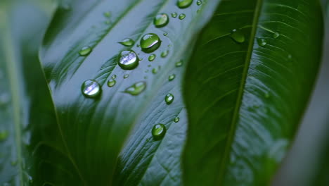 close-up of a wet leaf with water droplets