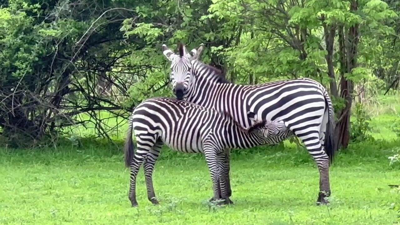 Crawshay-zebra (Equus quagga crawshayi) føl, der drikker mælk i South Luangwa Nationalpark, Zambia