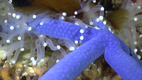 anémona de mar blanco usando tentáculos para atrapar estrellas de mar azules para alimentarse de ella por la noche