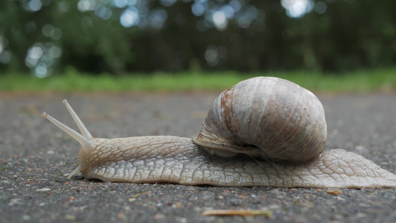 아스팔트 도로를 걷는 육지 달팽이