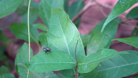 Medium-Shot-of-a-Fly-on-a-Green-Leaf