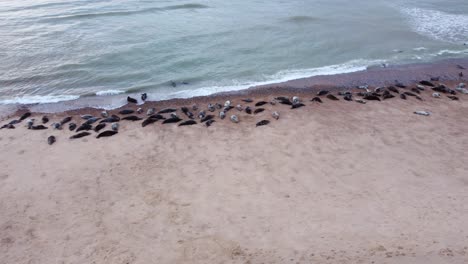 Aerial-dolly-shot-of-the-North-Sea-shoreline,-waves-breaking-washing-up-into-a-herd-of-Grey-Seals-basking-on-a-beach,-Horsey-Gap,-Norfolk,-England