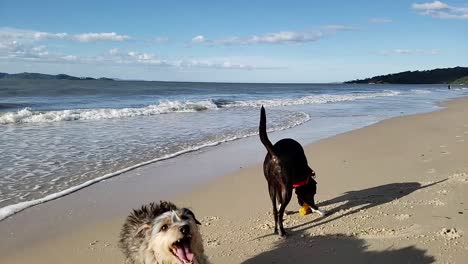 Un-Dia-Muy-Feliz-Paseando-A-Los-Perros-Y-Jugando-En-La-Playa