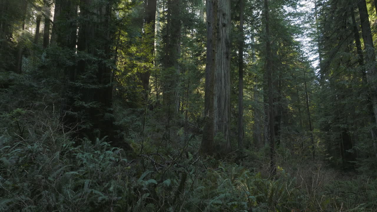 Morning sun rays shining through Redwood cedar trees in Redwoods National Park, California. Slow pull back.