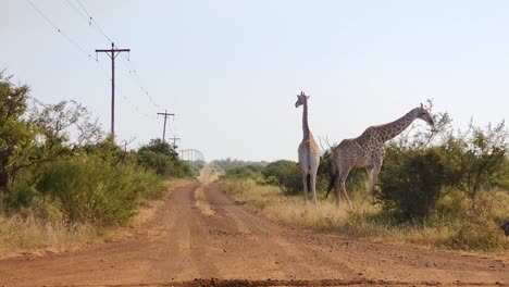 dos jirafas caminando y de pie cerca de un camino de tierra, áfrica