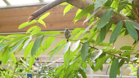 little bird in the zoo in budapest