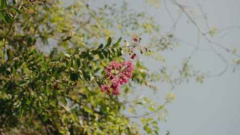 blooming pink flowers and green leaves on branch in bright summer light