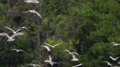 terns are seabirds that can be found all throughout the world at sea, rivers, and other wider bodies of water