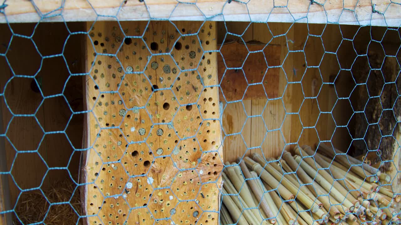 野生の蜂の巣 - 野生の蜂 - 自然 - 閉じる