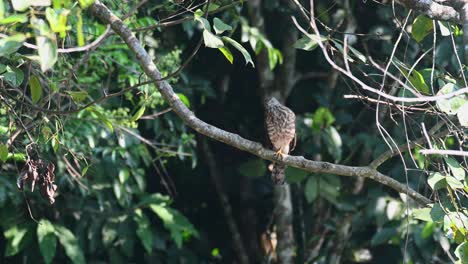 Shikra,-Jugendlicher,-Weißkopfseeadler,-Nationalpark-Khao-Yai,-Thailand