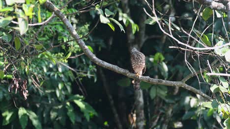 shikra, juvenile, accipiter badius, khao yai national park, thailand