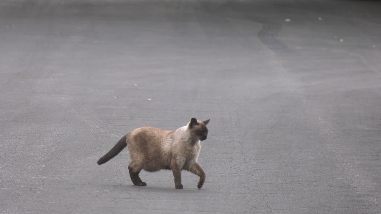 Gatto nero che attraversa la strada vicino a una scena del crimine