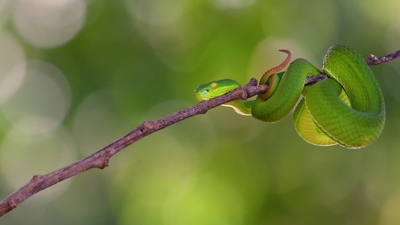 흰입술독사는 동남아시아 고유의 독사로 밤에 많은 음식이 있는 수역 근처의 나무 가지나 가지에서 기다리는 동안 종종 발견됩니다.
