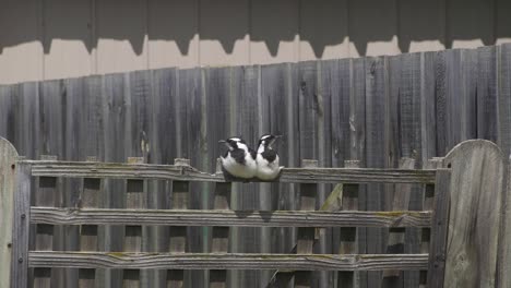 Two-Magpie-lark-Mudlark-Juveniles-Perched-On-Fence-Trellis-Daytime-Sunny-Australia-Maffra-Gippsland-Victoria-Slow-Motion