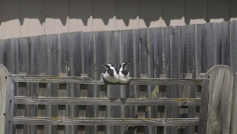 dos juveniles de alondra-alondra en el enrejado de la valla durante el día australia soleada maffra gippsland victoria cámara lenta