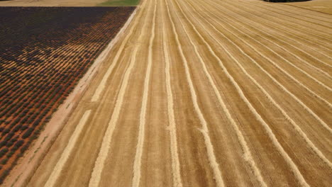 harvested crop wheat agriculture cultivation field aerial view