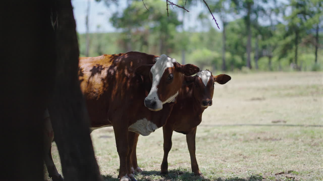 A cow and a calf turn their heads to the camera in slow motion.