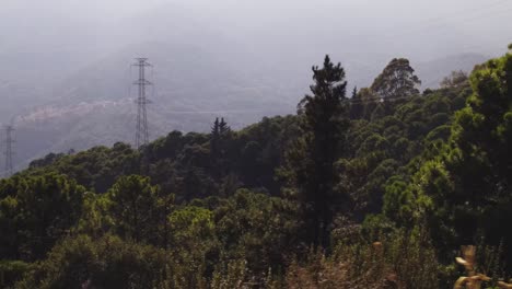 árboles-Forestales-Con-Movimiento-De-Camiones-A-La-Izquierda