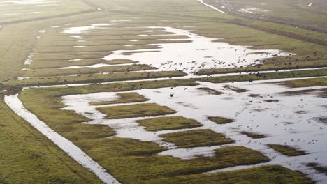 una gran bandada de pájaros vuela sobre las tierras de cultivo inundadas del delta de un río en los países bajos