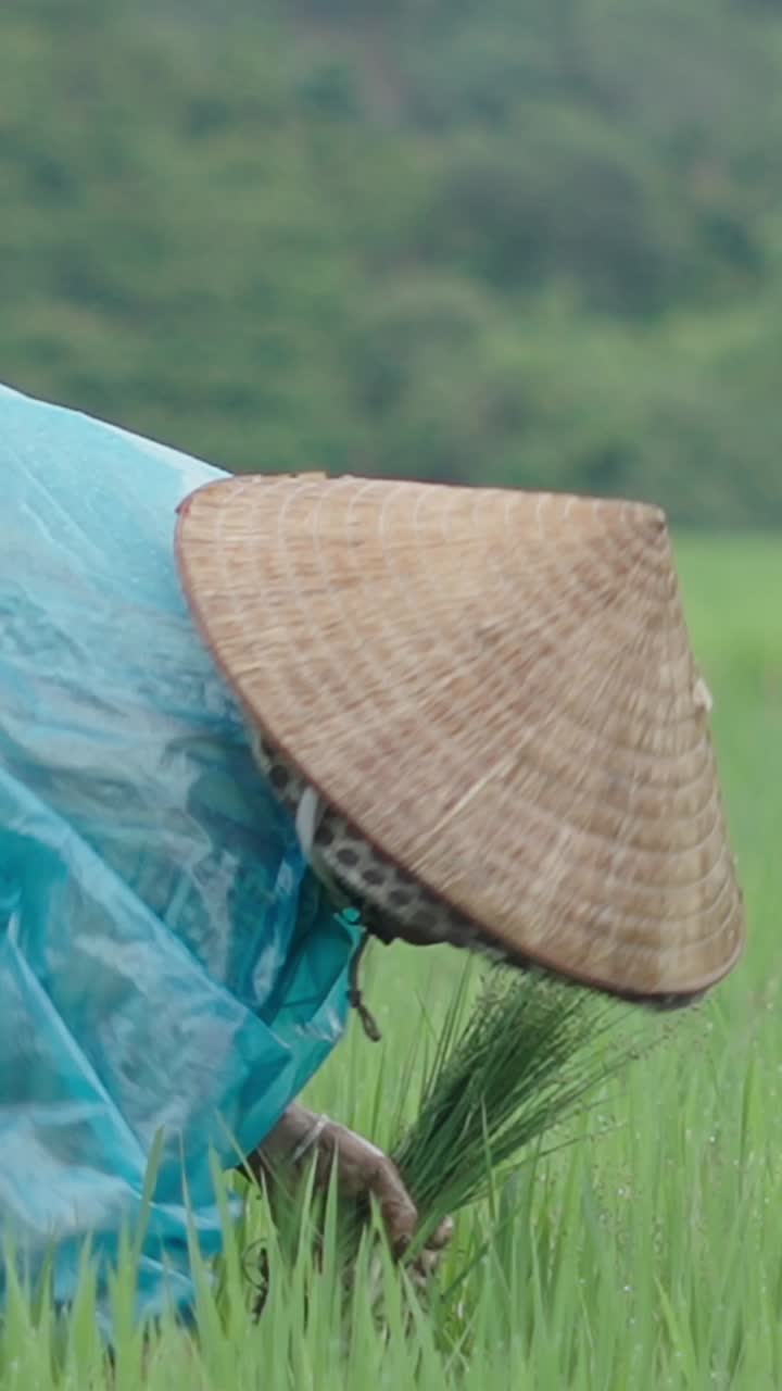 Asian Farmer Working in Rice Field