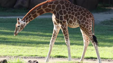 a giraffe bends its long neck to graze on grass in a sunlit zoo enclosure.