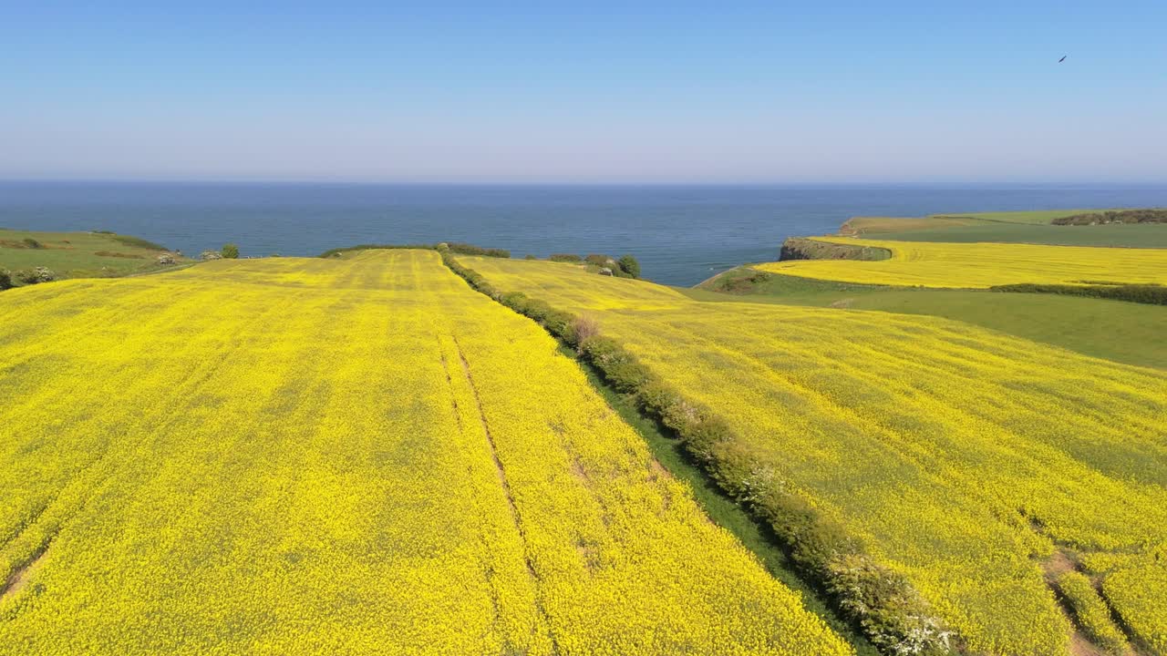 Aerial drone footage of bright yellow rapeseed fields contrasting with the blue ocean on the North Yorkshire coast in summer