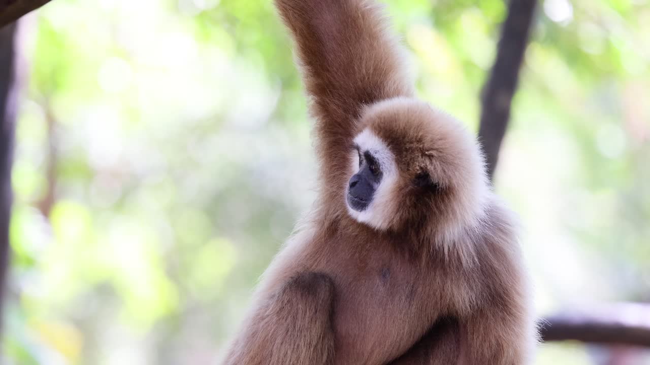 gibones que interactúan en un entorno de hábitat natural