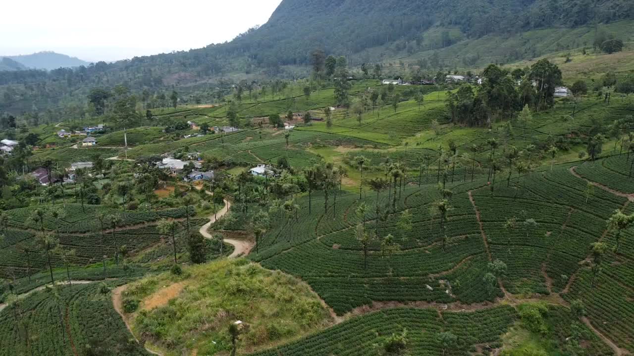 Tea fields in the beautiful Sri Lanka