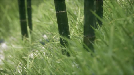 fresh-green-Grass-on-the-forest