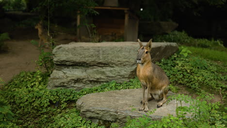 patagonian mara sitting quietly inside a human car facility