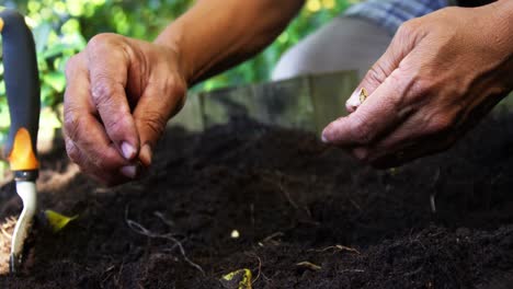 hombre mayor plantando semillas en el suelo