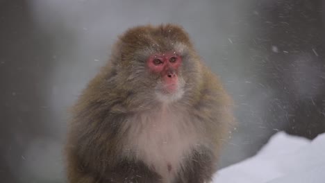 portrait of rhesus macaque monkey a wild monkeyin snow fall