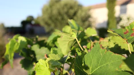 grape leaves in a sunny vineyard