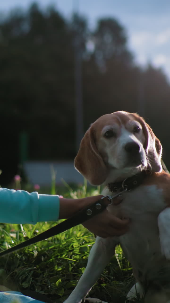 Donna caucasica che mette il guinzaglio a un beagle al tramonto, primo piano di un cane con alberi all'orizzonte, mani ferme che allacciano il collare, luce dell'ora d'oro e sguardo sereno, gesto protettivo del proprietario, silenzio