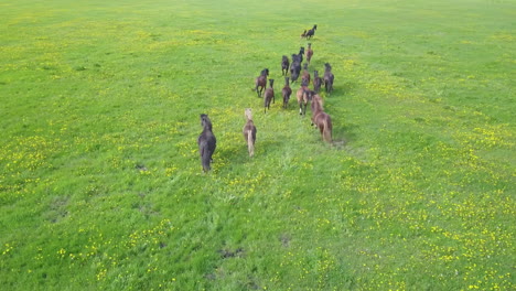 horses running in a field