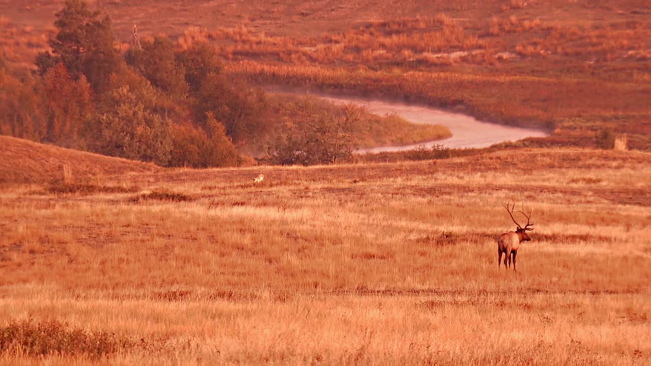 En han- og hunelg, der græsser på en åben græsmark i National Bison Range, Montana, B-roll