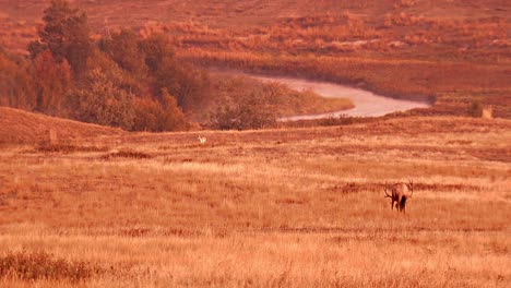 Ein-Männlicher-Und-Weiblicher-Elch,-Der-Auf-Einer-Offenen-Wiese-Weiden-Lässt-National-Bison-Range-Montana-B-Roll