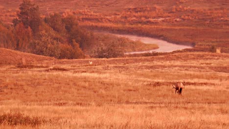 a male and female elk grazing in an open grassy field national bison range montana b roll