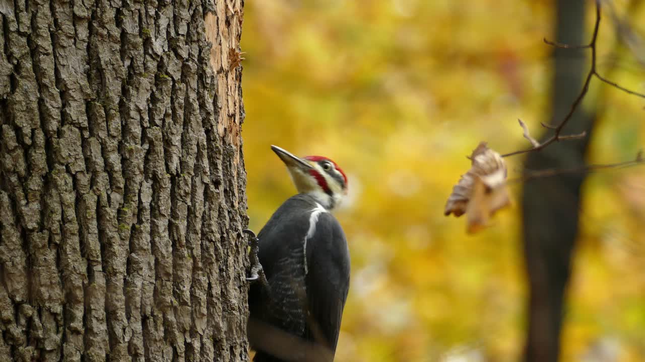 un pájaro carpintero salvaje, dryocopus pileatus con tapa roja picoteando sobre madera dura contra el fondo del bosque caducifolio otoñal, primer plano