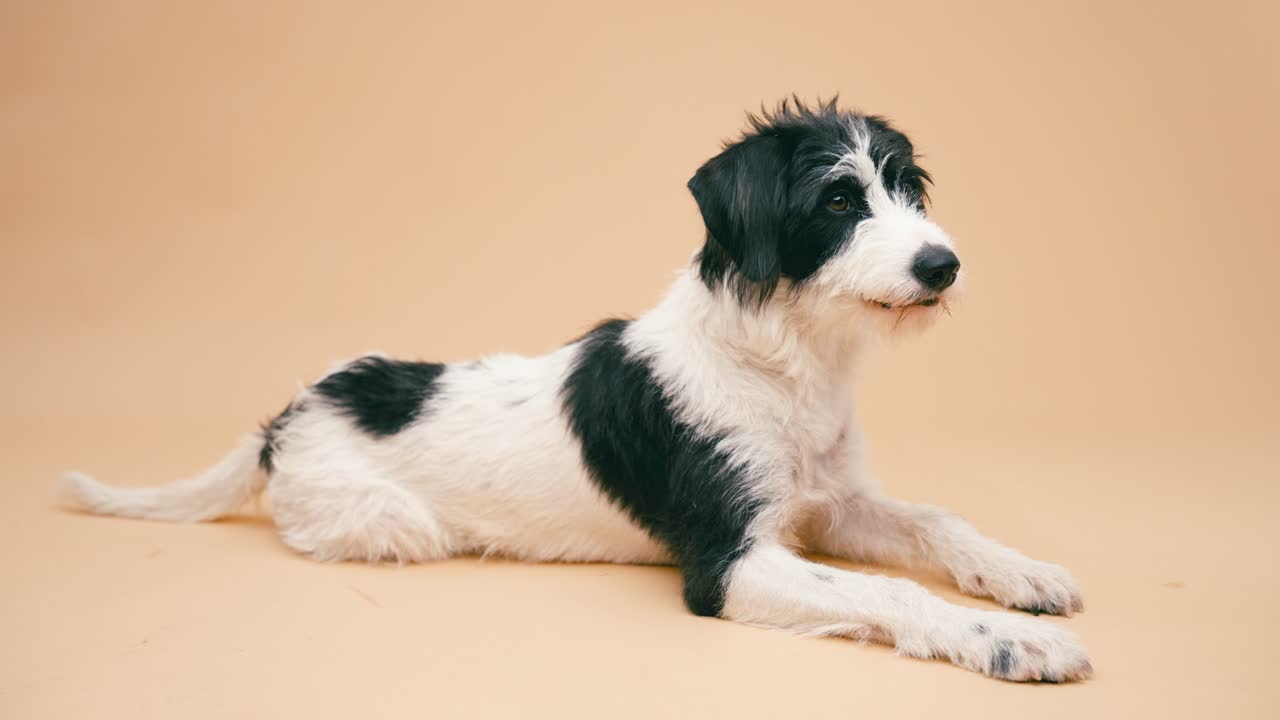 Black and White Dog Lying Down
