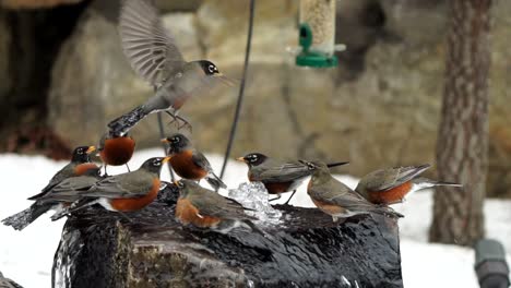 movimiento lento de una plétora de petirrojos en un baño de pájaros y volando