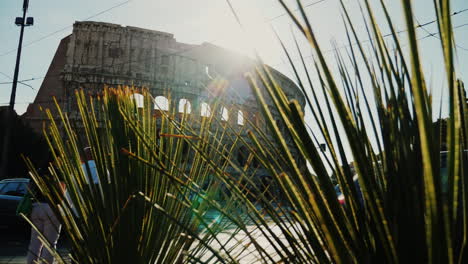 roman colosseum and green plants